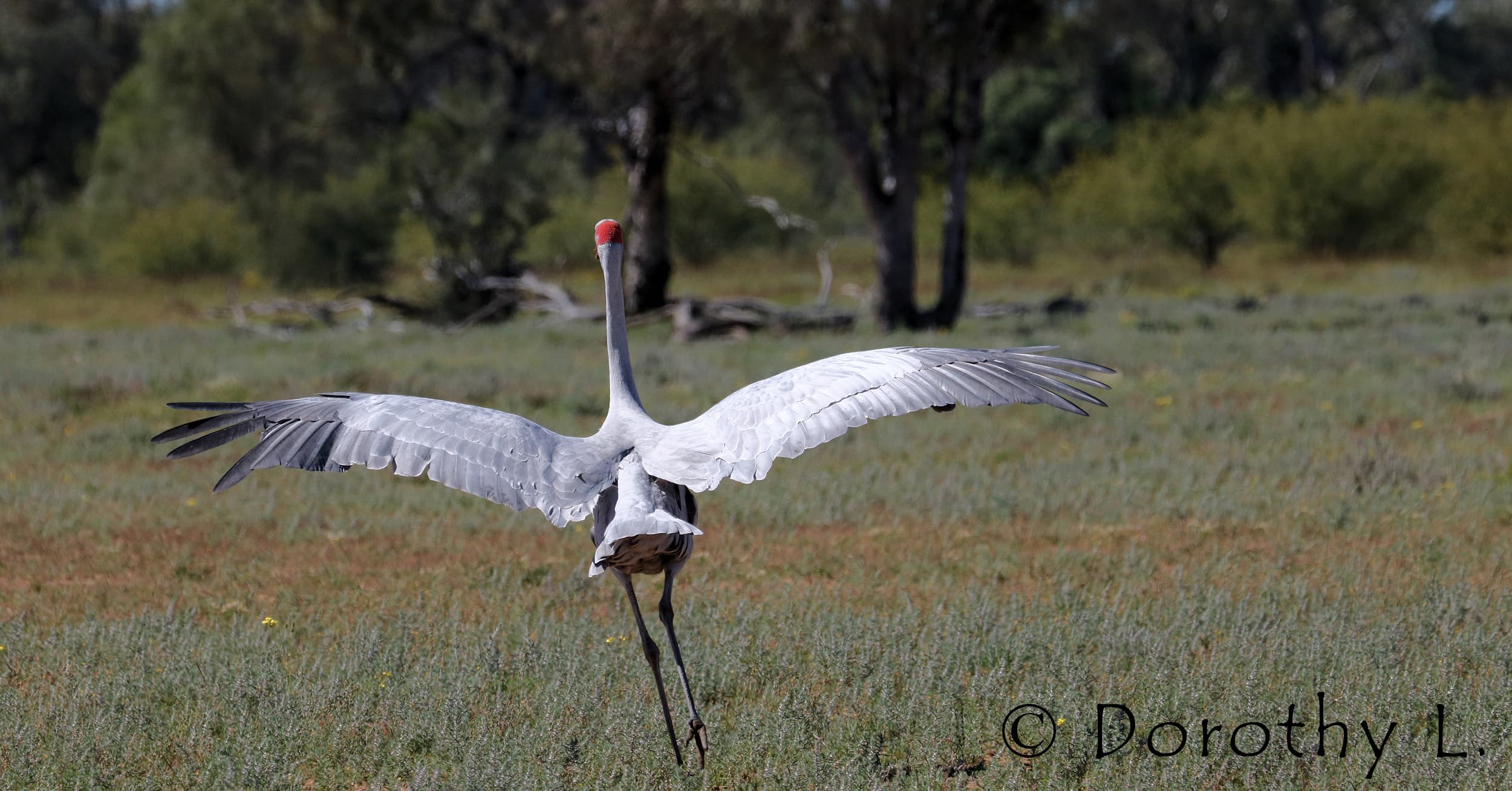 Dancing Brolga (Antigone rubicunda)