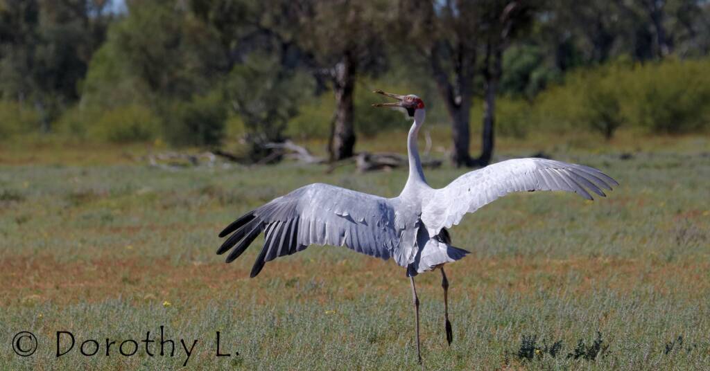 Dancing Brolga (Antigone rubicunda)