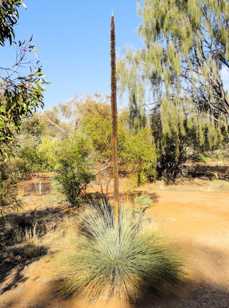 Desert Grass Tree (Xanthorrhoea Thorntonii)