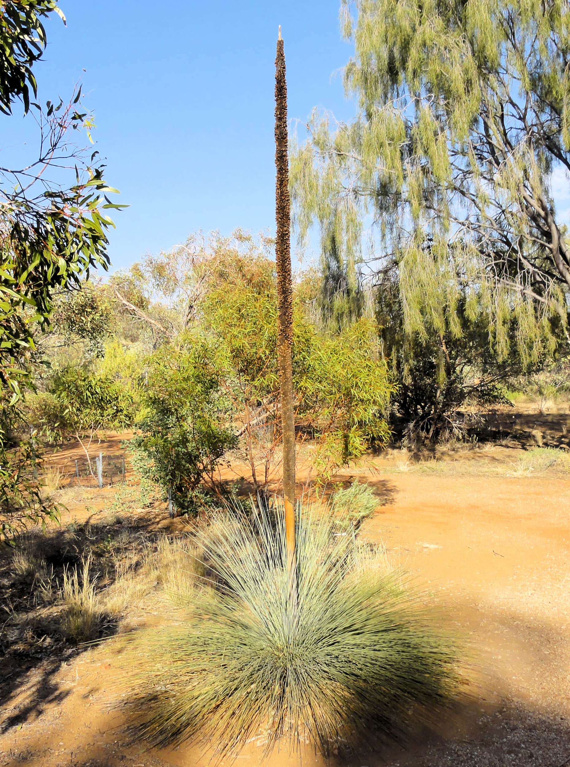 Desert Grass Tree (Xanthorrhoea Thorntonii)