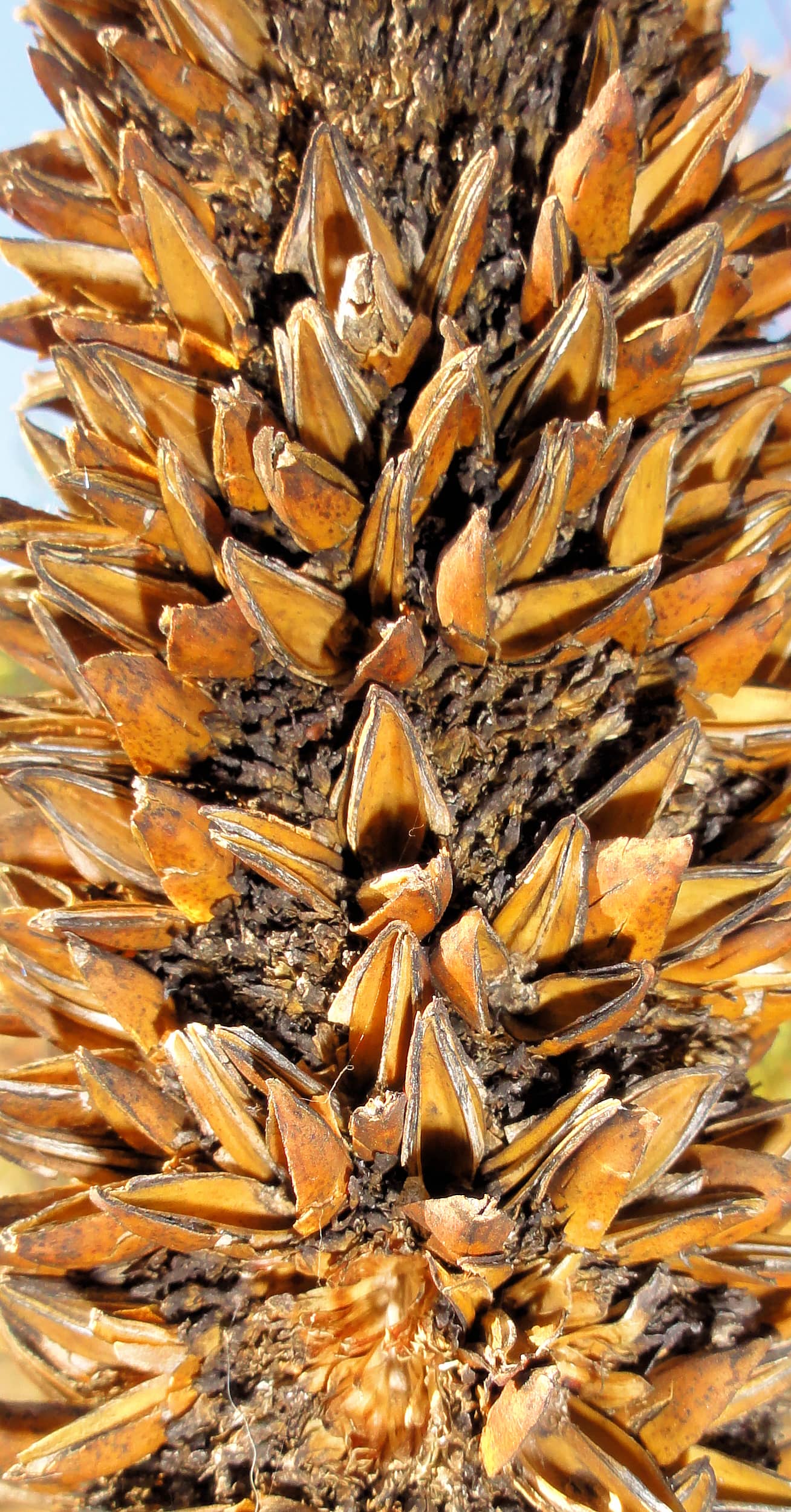 Desert Grass Tree (Xanthorrhoea Thorntonii)