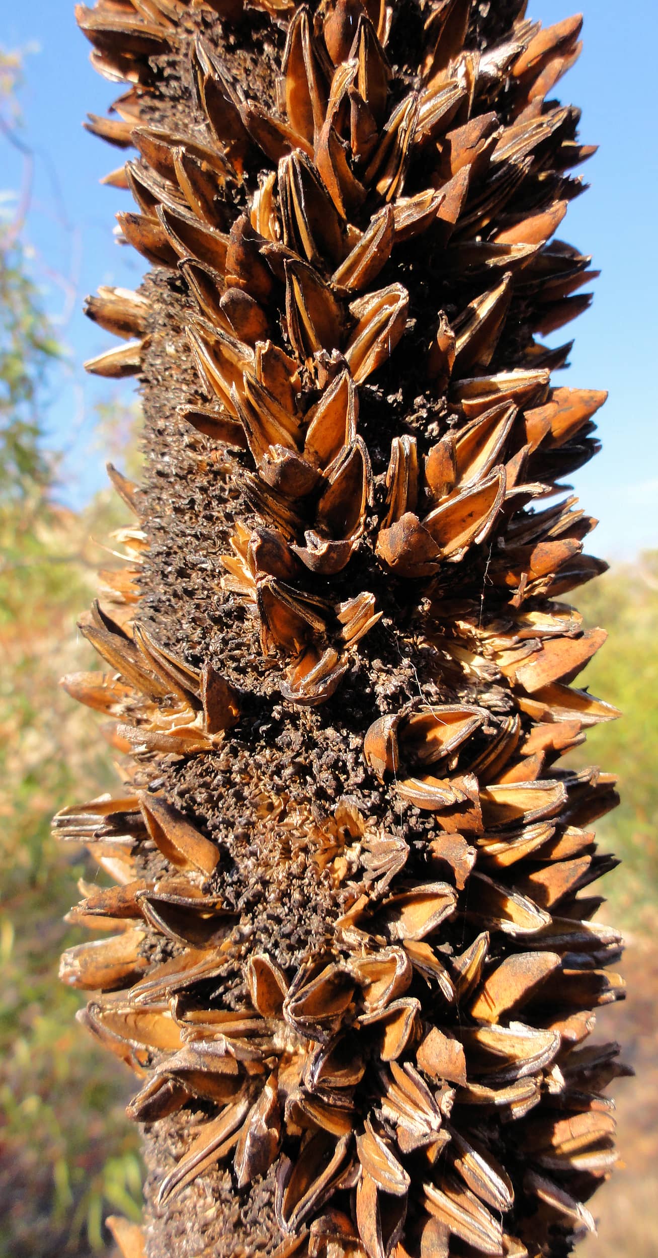 Desert Grass Tree (Xanthorrhoea Thorntonii)