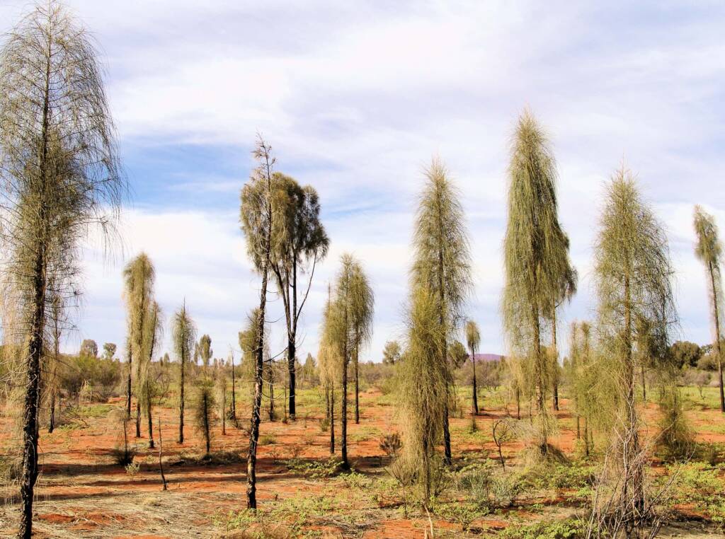 Juvenile to adult stage of the Desert Oaks (Allocasuarina decaisneana)
