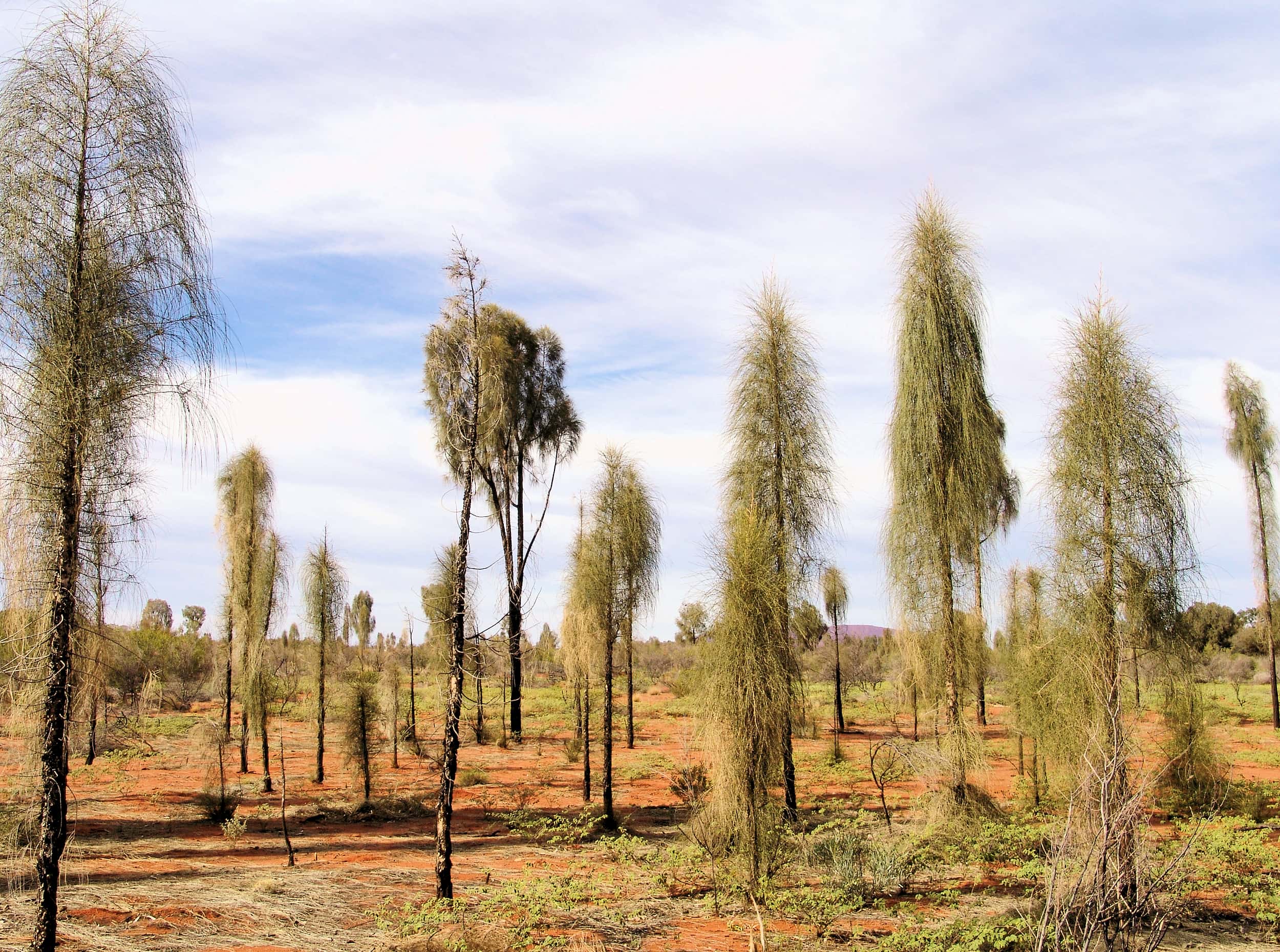Juvenile to adult stage of the Desert Oaks (Allocasuarina decaisneana)