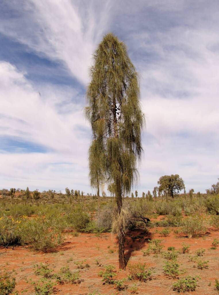 Juvenile to adult stage of the Desert Oak (adult tree in the background)