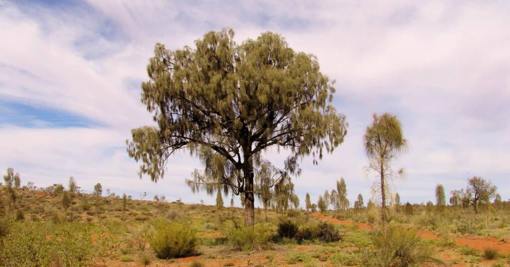 Adult Desert Oaks (Allocasuarina decaisneana)