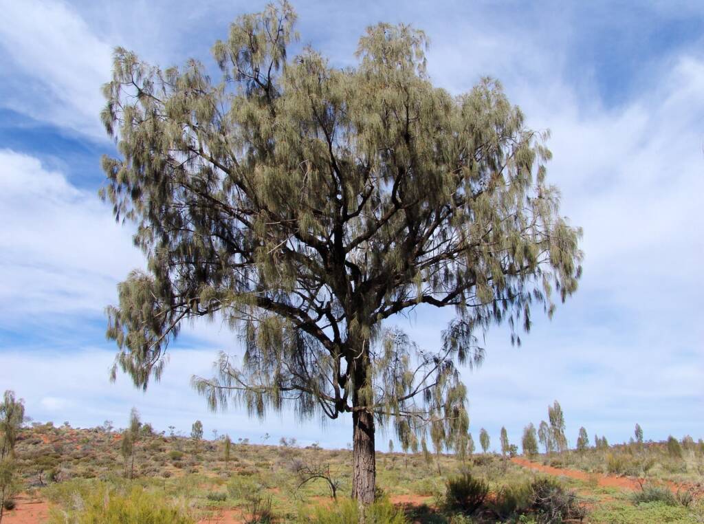Adult Desert Oak (Allocasuarina decaisneana)