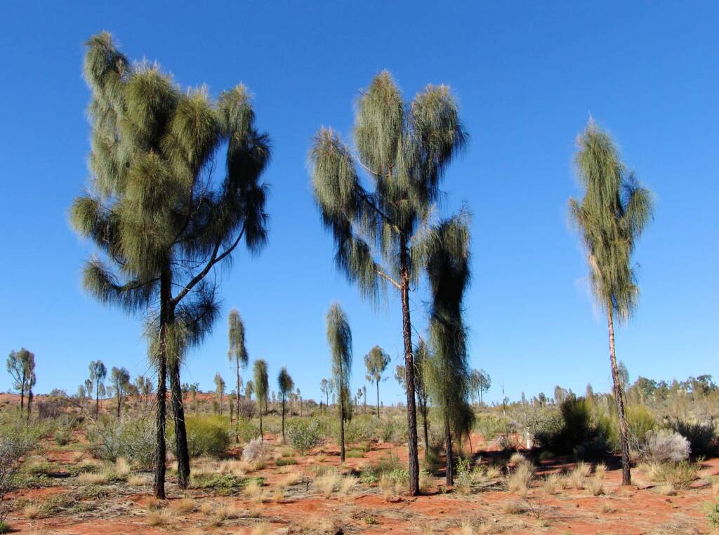 Young adult Desert Oaks (Allocasuarina decaisneana)