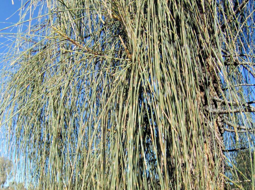 Modified leaves and branchlets of Desert Oak
