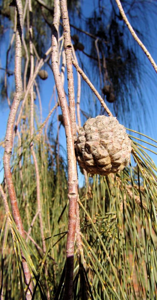 Desert Oak cones and seed pods (Allocasuarina decaisneana)