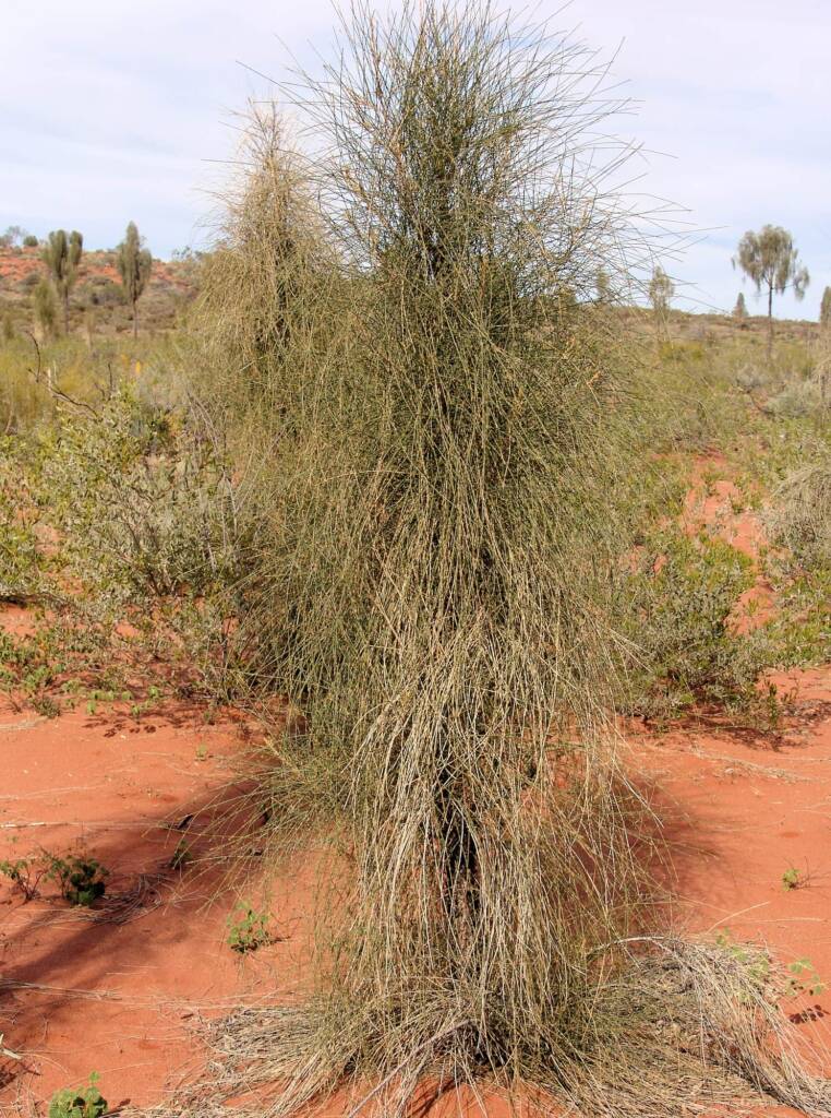 Juvenile Desert Oak (Allocasuarina decaisneana)