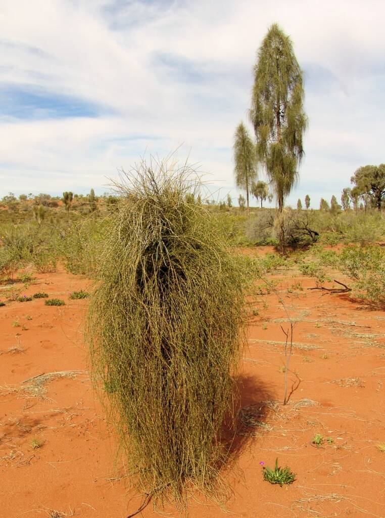 Juvenile stage of the Desert Oak (Allocasuarina decaisneana)