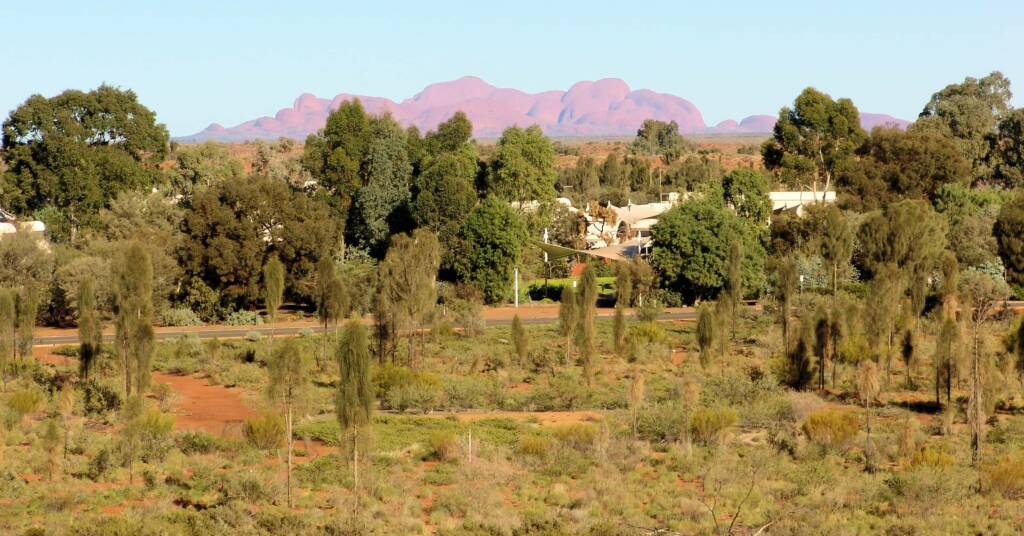 Young desert oaks in foreground with Kata Tjuta in background