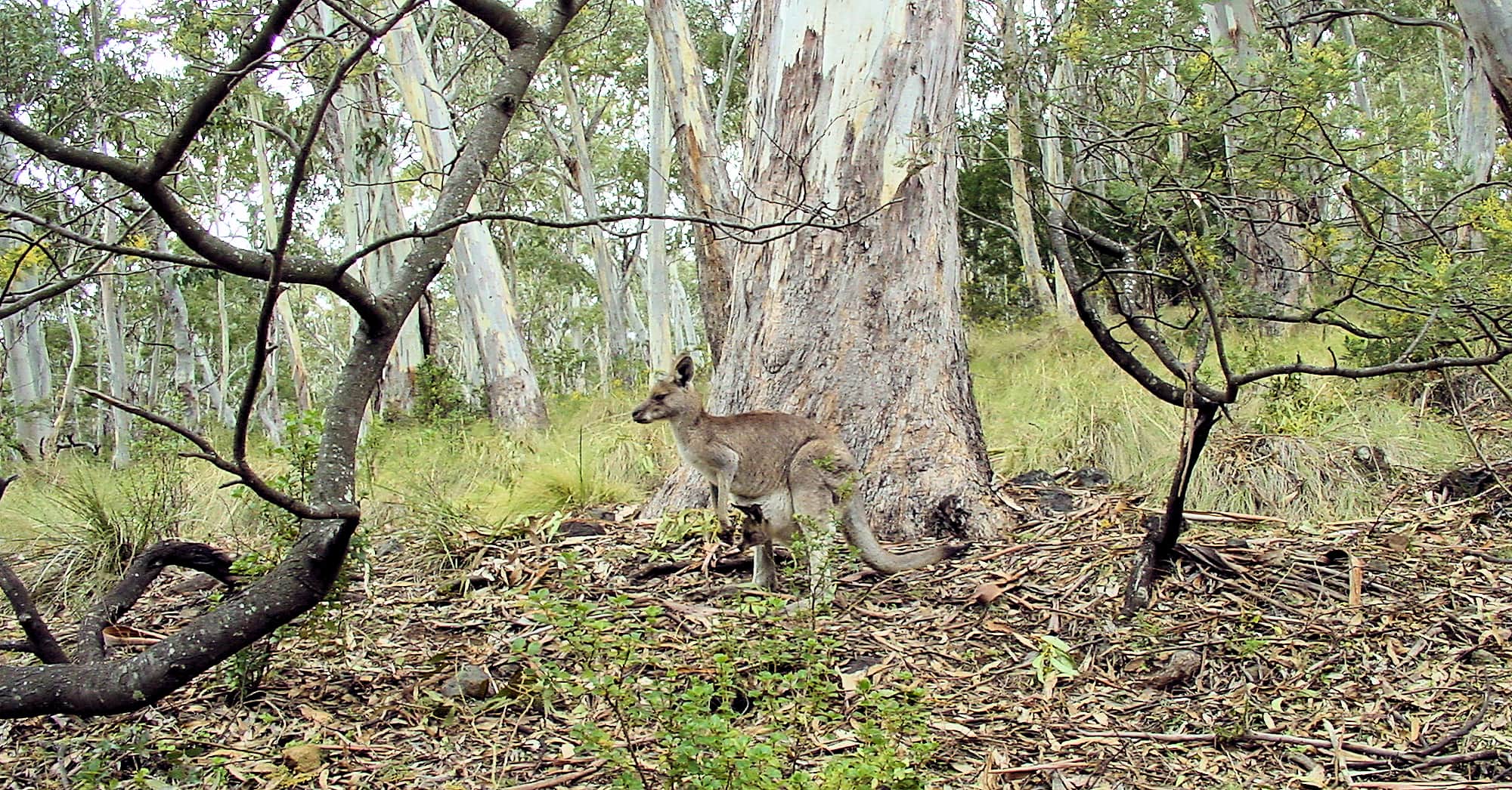 Eastern Grey Kangaroo at Mount Kaputar National Park