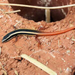 Lined Firetail Skink (Morethia ruficauda)
