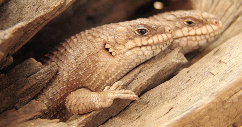 Gidgee Skink (Egernia stokesii)