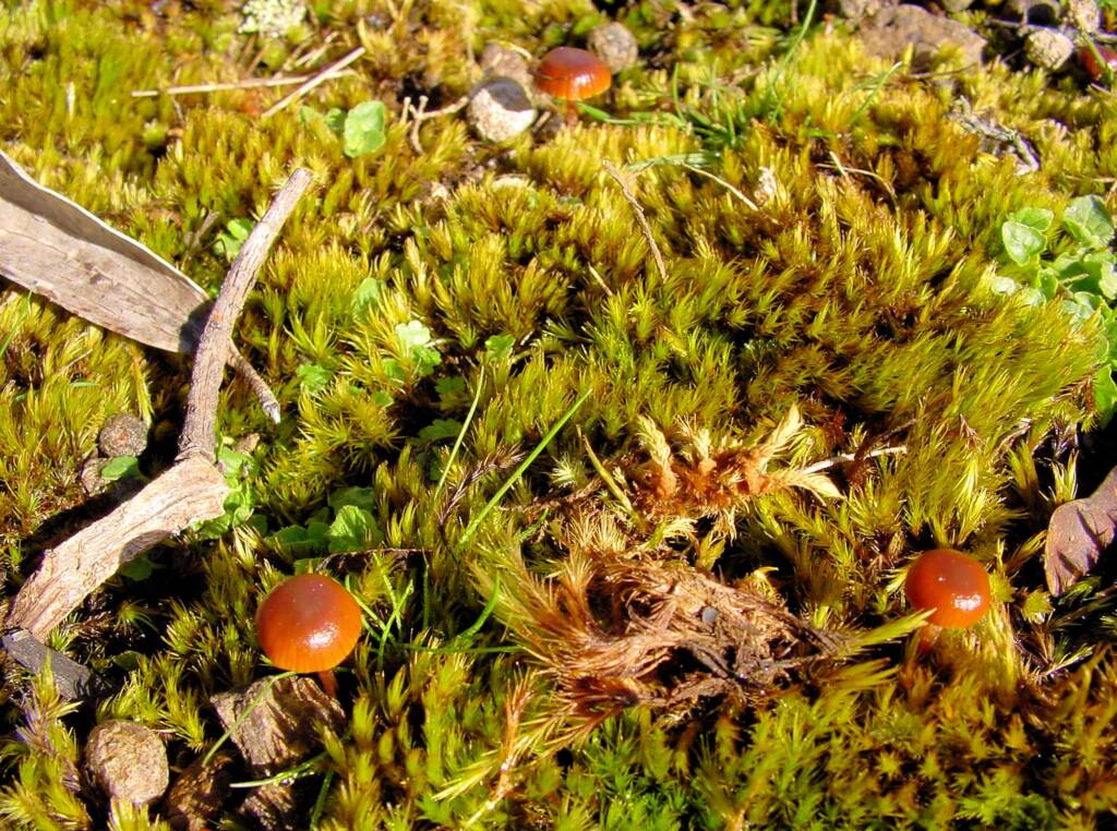 Herbfield at the Eckfords Lookout
