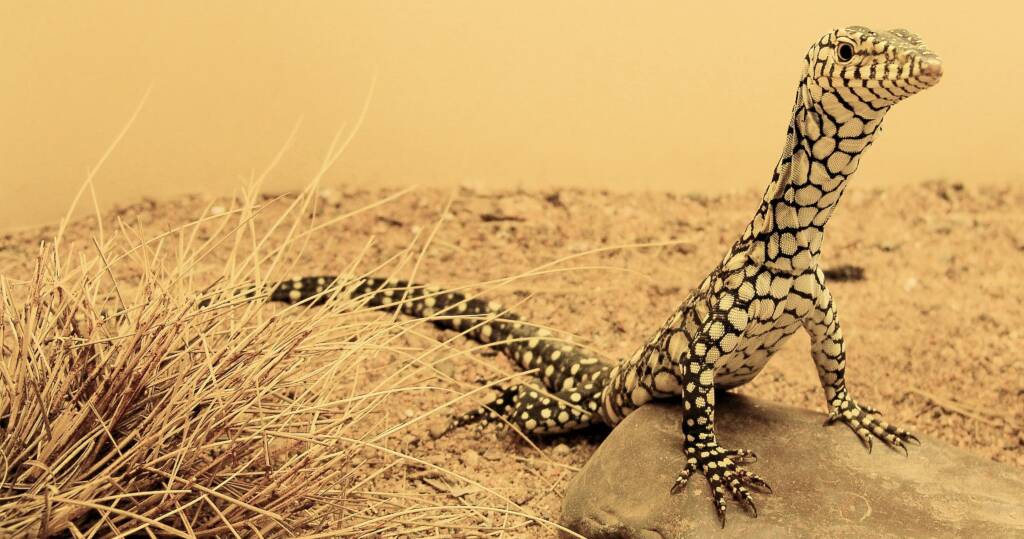 Juvenile Perentie (Varanus giganteus)