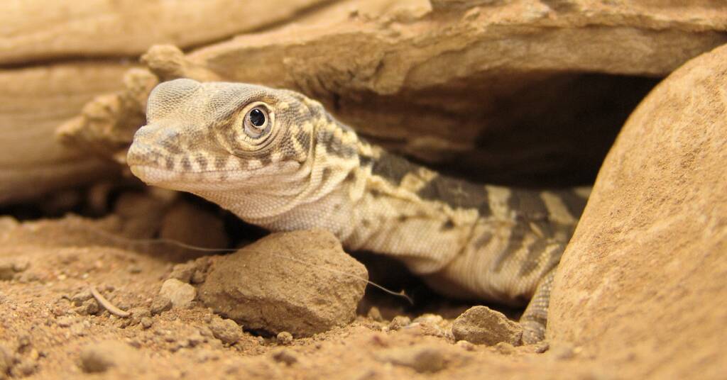 Juvenile Spencer Goannas (Varanus Spenceri)