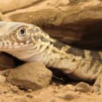 Juvenile Spencer's Goanna (Varanus Spenceri)