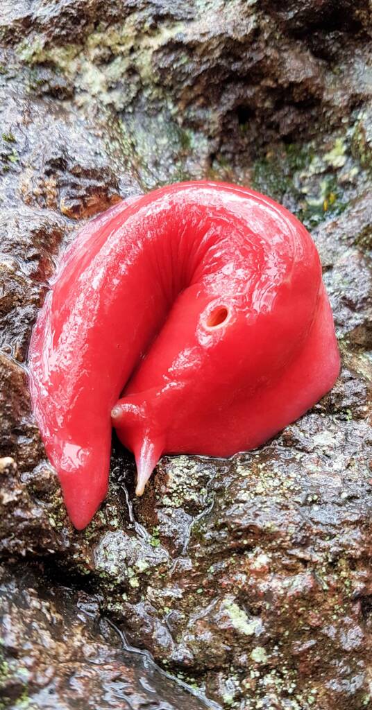 Kaputar Pink Slug (Triboniophorus aff. graeffei)