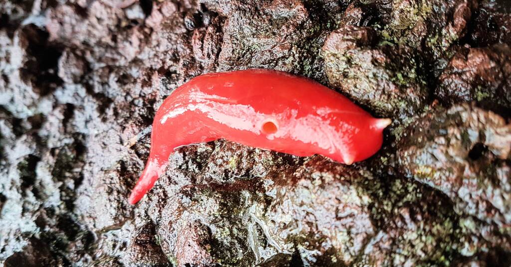Kaputar Pink Slug (Triboniophorus aff. graeffei)