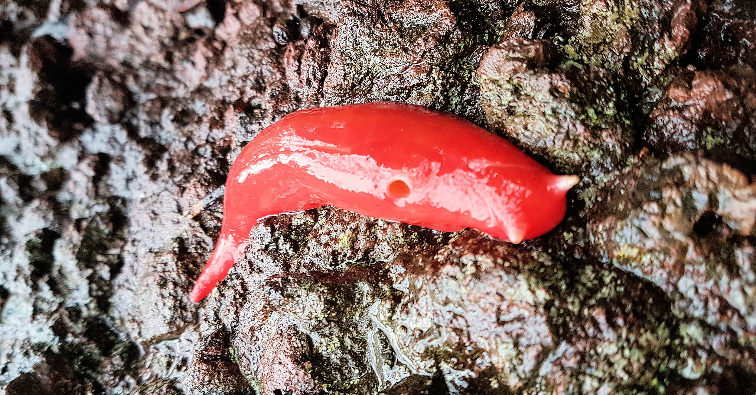 Kaputar Pink Slug (Triboniophorus aff. graeffei)