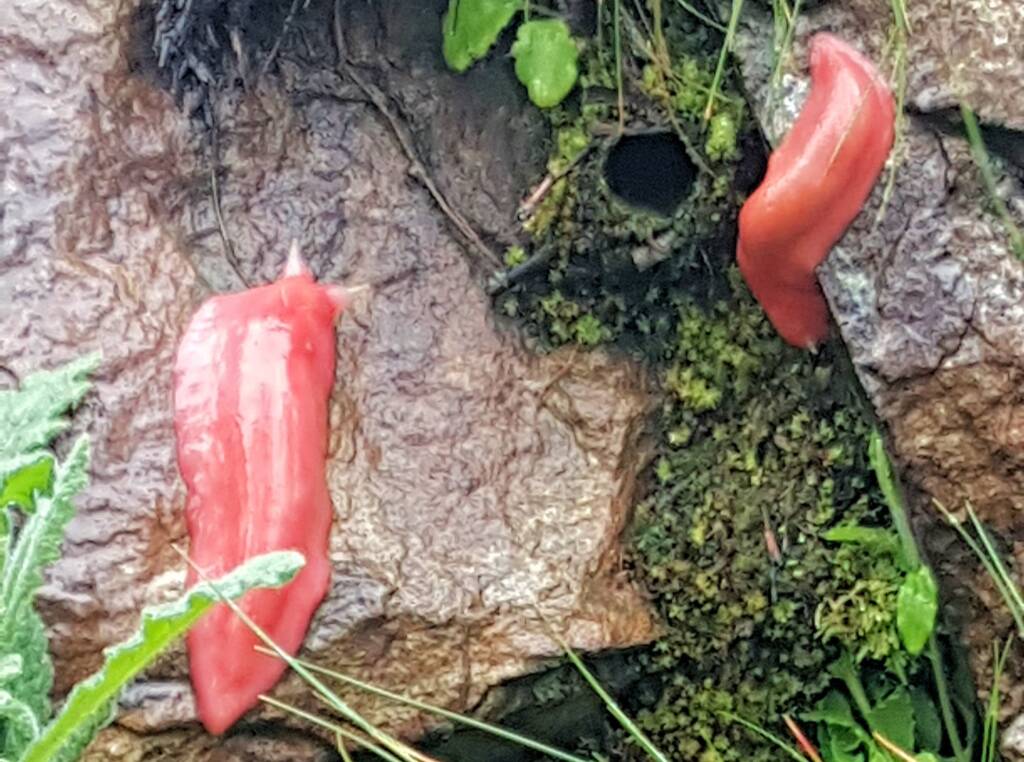Kaputar Pink Slug (Triboniophorus aff. graeffei)