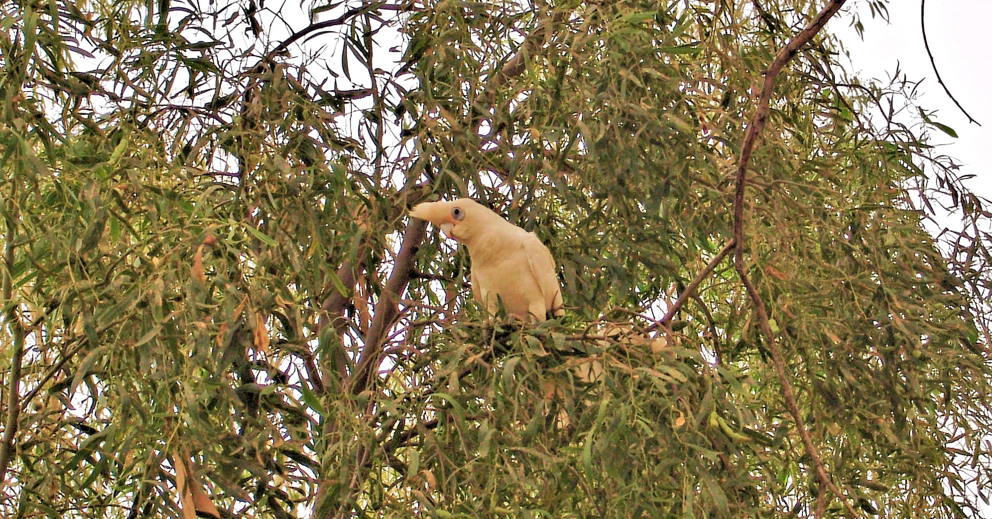 Little Corella (Cacatua sanguinea)