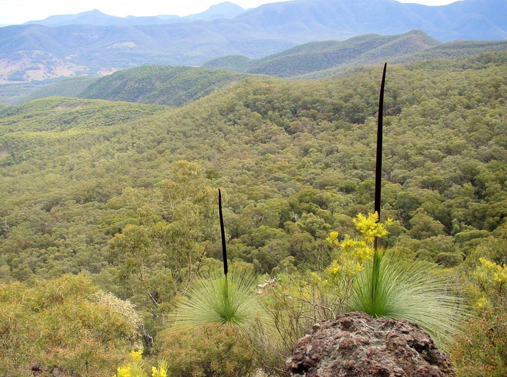 Grass Trees (Xanthorrea spp.), Mt Kaputar National Park