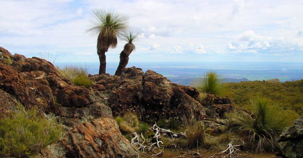 Grass trees on Mount Yulludunida