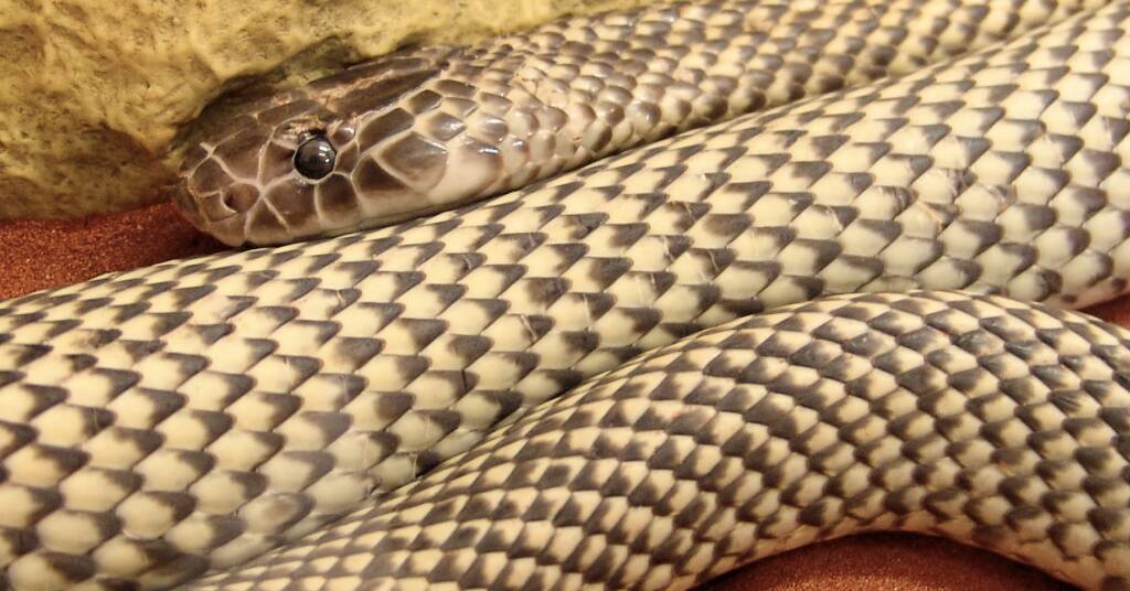 Mulga Snake - King Brown (Pseudechis australis)