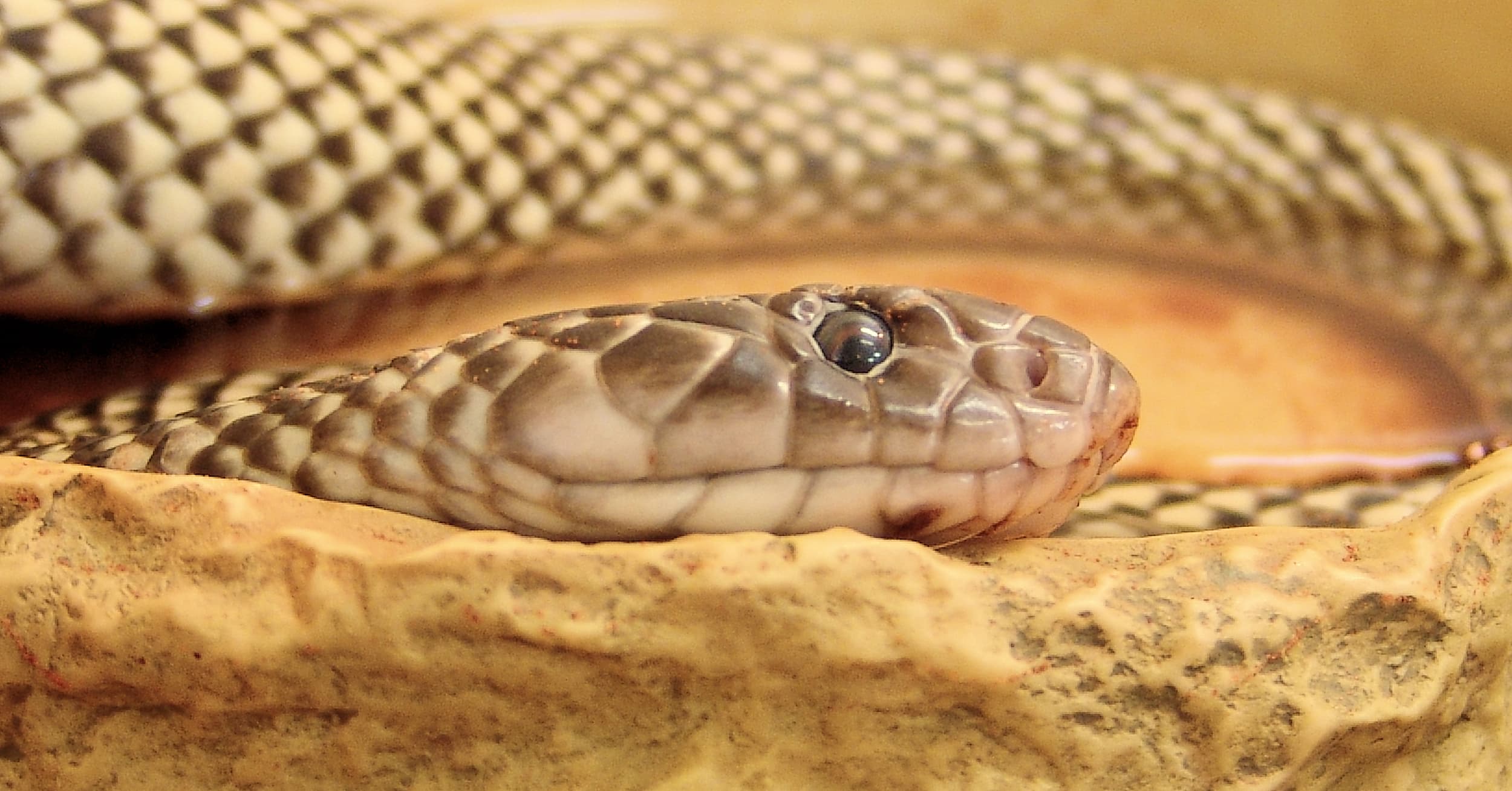 Mulga Snake - King Brown (Pseudechis australis)