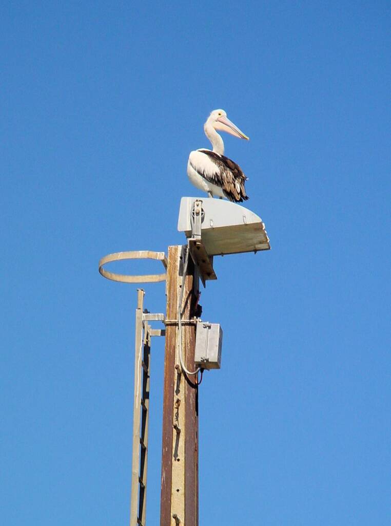 Pelican on Kangaroo Island, SA