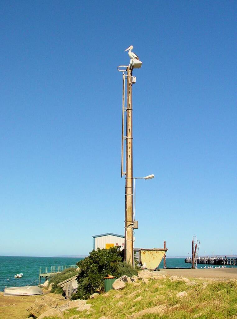 Pelican on Kangaroo Island, SA