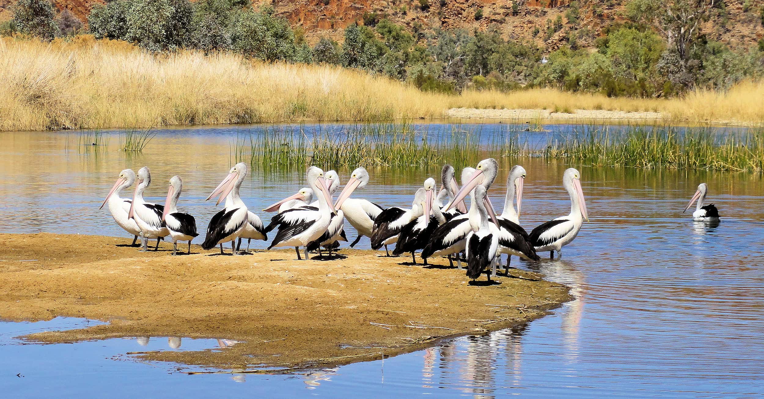 Pelicans at 2 Mile Beach, West Macdonnell Ranges