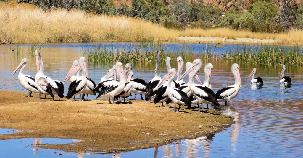 Pelicans at 2 Mile Beach, West Macdonnell Ranges