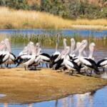 Pelicans at 2 Mile Beach, West Macdonnell Ranges