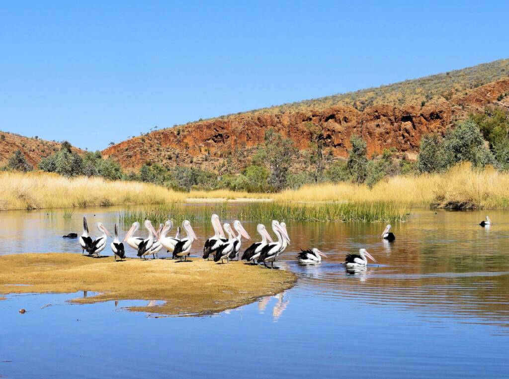 Pelicans at 2 Mile Beach, West Macdonnell Ranges
