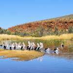 Pelicans at 2 Mile Beach, West Macdonnell Ranges