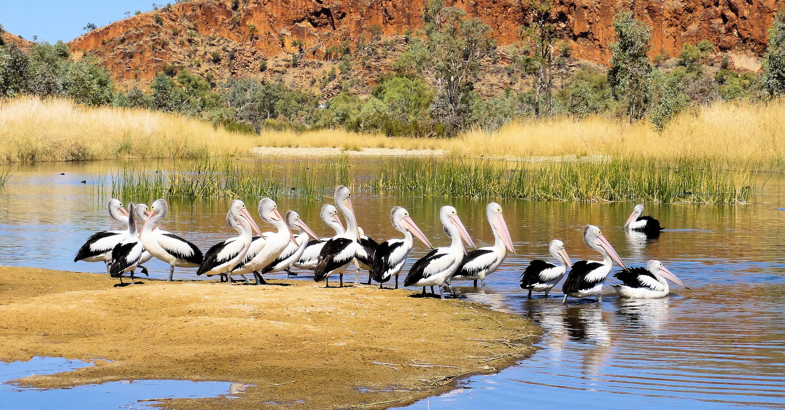 Pelicans at 2 Mile Beach, West Macdonnell Ranges