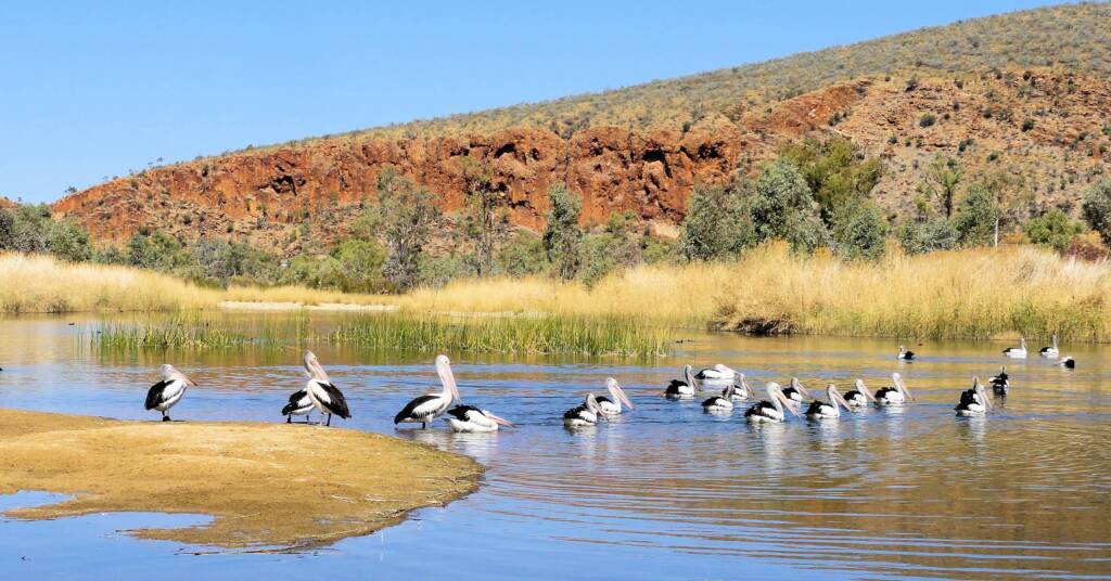 Pelicans at 2 Mile Beach, West Macdonnell Ranges