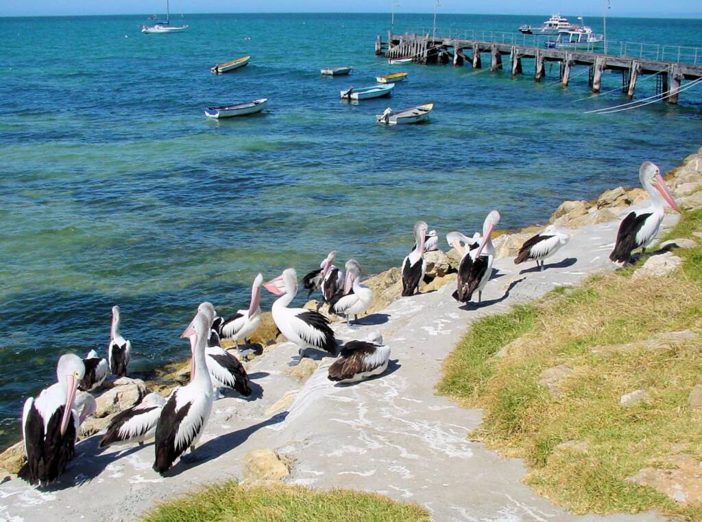 Pelicans on Kangaroo Island, SA