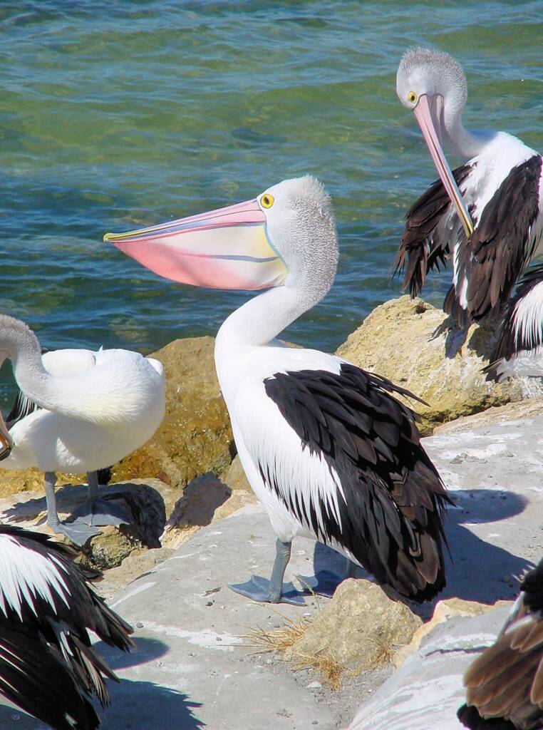 Pelicans on Kangaroo Island, SA
