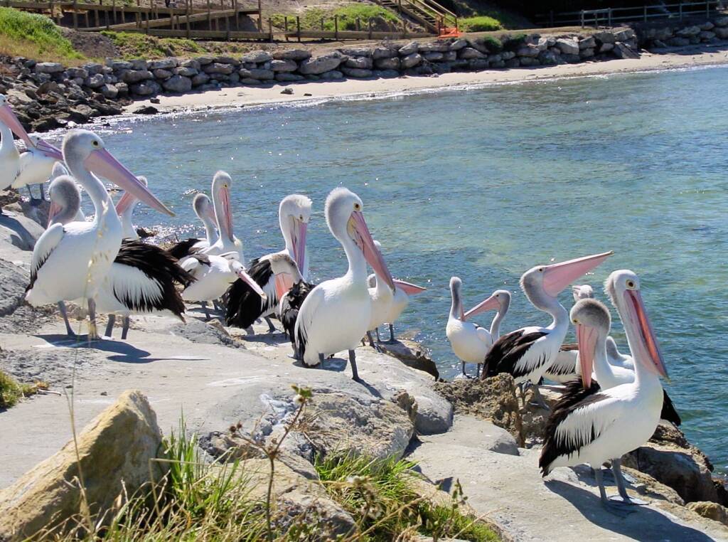 Pelicans on Kangaroo Island, SA