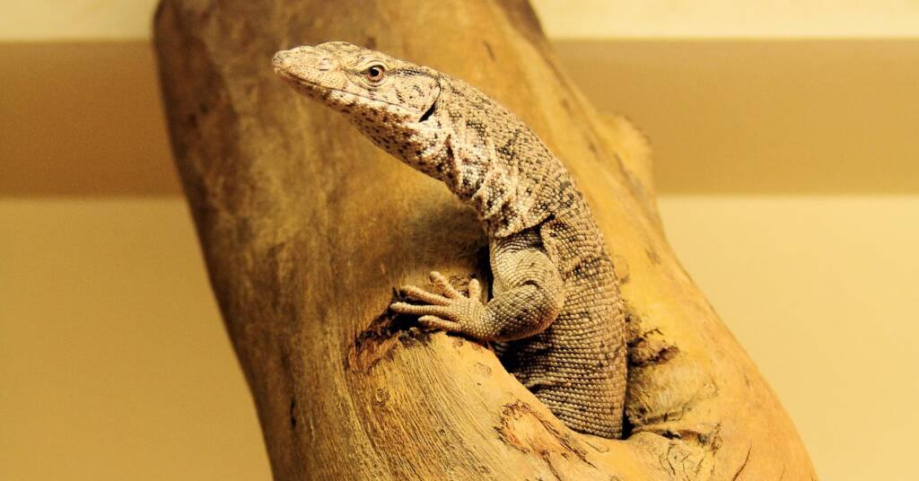 Pygmy Mulga Goanna (Varanus gilleni)