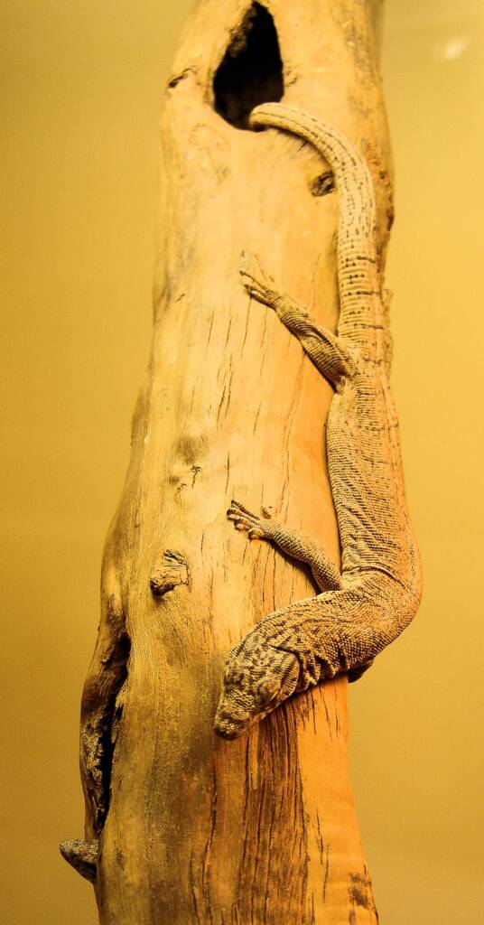Pygmy Mulga Goanna (Varanus gilleni)