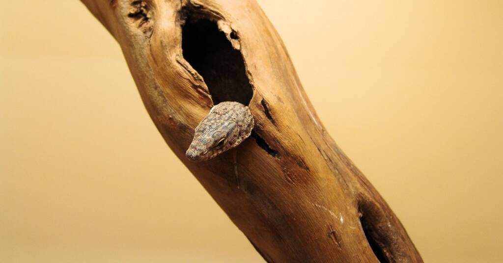 Pygmy Mulga Goanna (Varanus gilleni)