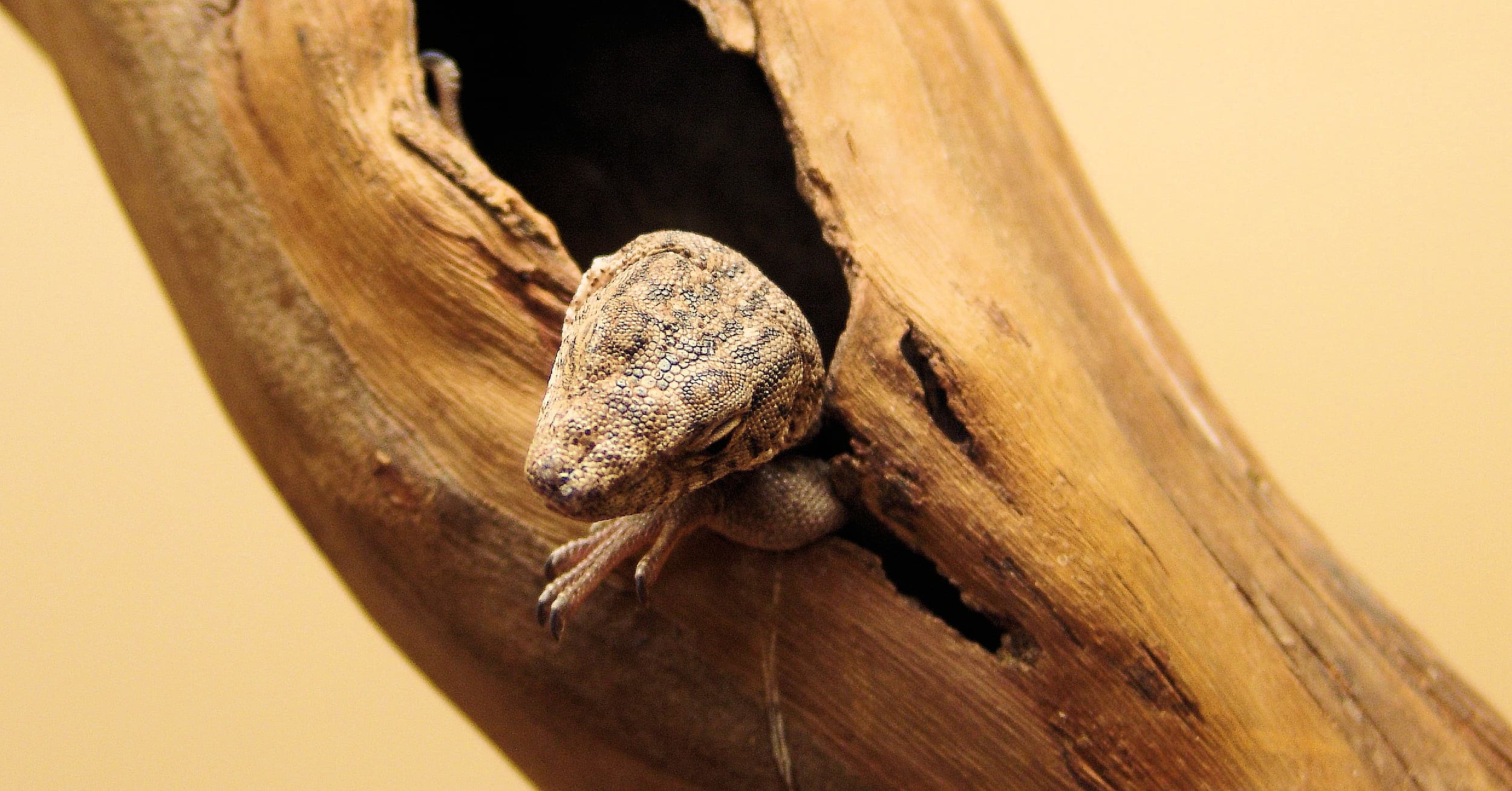 Pygmy Mulga Goanna (Varanus gilleni)