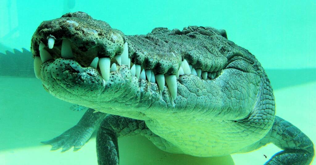 Australian Saltwater Crocodile (Crocodylus porosus)